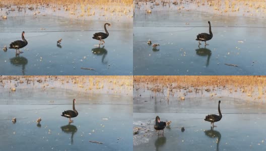 黑天鹅和他们的小天鹅在冬天寒冷的冰上行走高清在线视频素材下载