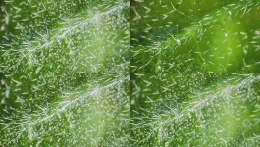 在显微镜下冷冻叶子，冰晶在绿叶上形成。生活冬眠的概念。冰冻模式覆盖着植物。绿色植物上形成冰晶的微距镜头。很棒的间隔拍摄高清在线视频素材下载