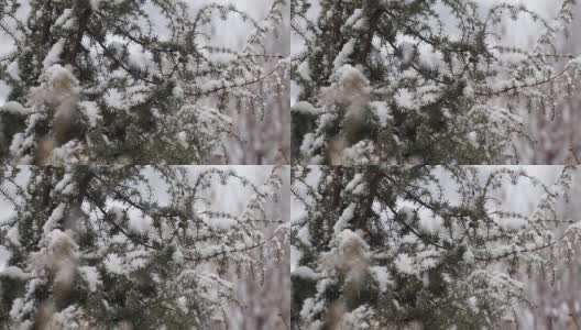 一棵有雪的常青树的树枝。高清在线视频素材下载
