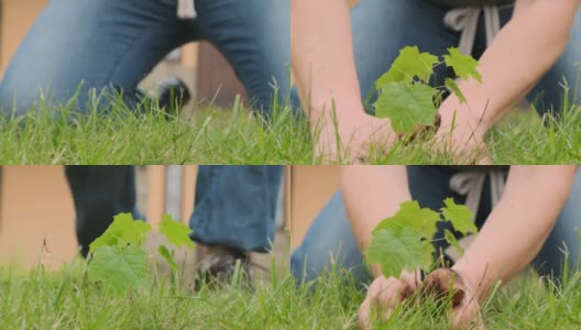 女园丁正在地里种一棵小枫树高清在线视频素材下载