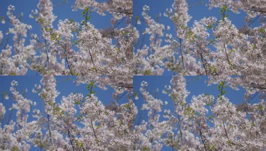 日本的樱花。春天盛开的花朵。一段花瓣随风飘落的视频。高清在线视频素材下载
