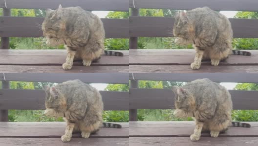 一只成年的灰色虎斑猫坐在花园的木凳上，饭后被彻底清洗高清在线视频素材下载