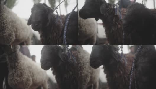 牛羊市场高清在线视频素材下载