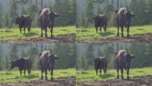 日出时分牧场草地上的一群奶牛高清在线视频素材下载