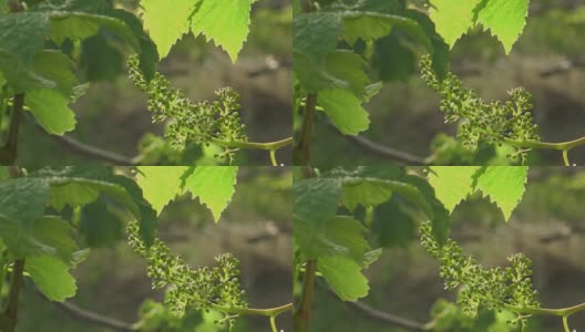 Vineyard-New Grape and Leaf Spring高清在线视频素材下载