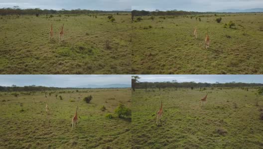 鸟瞰肯尼亚纳库鲁湖国家公园非洲大草原上的野生长颈鹿高清在线视频素材下载