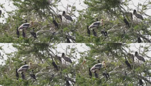 鹈鹕在树上休息高清在线视频素材下载