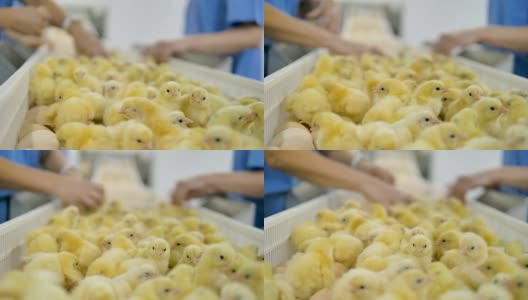 家禽工作人员在家禽传送带给雏鸡分类。农业产业。高清在线视频素材下载