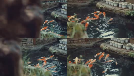 锦鲤在花园池塘高清在线视频素材下载