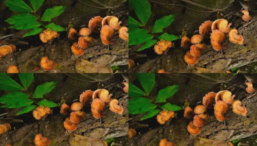 橙色灵芝蘑菇生长在雨林的一棵树上高清在线视频素材下载