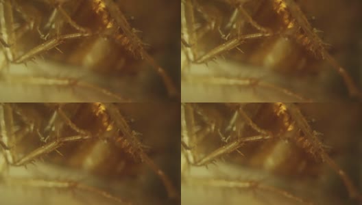 部分死德国蟑螂(腿)寄生霉菌。高放大倍数的视频高清在线视频素材下载