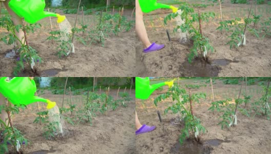 女孩用喷壶给西红柿浇水。番茄生长。农业。高清在线视频素材下载