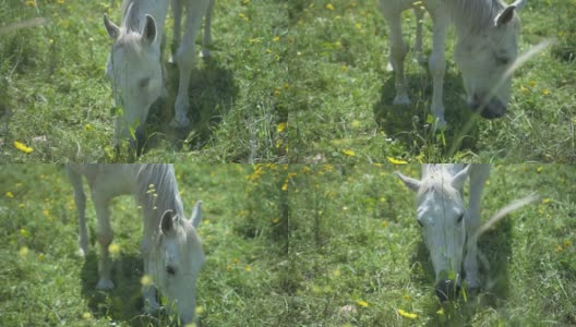 一匹白马在户外的田野里吃着花草。自由动物自然慢动作场景。在郊外的一群马。美丽的农业哺乳动物放牧概念。高清在线视频素材下载