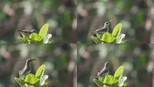 雌性花鸟从植物上采摘棉花高清在线视频素材下载