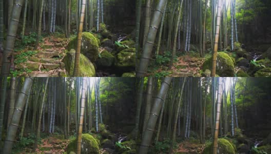 山里的竹林高清在线视频素材下载