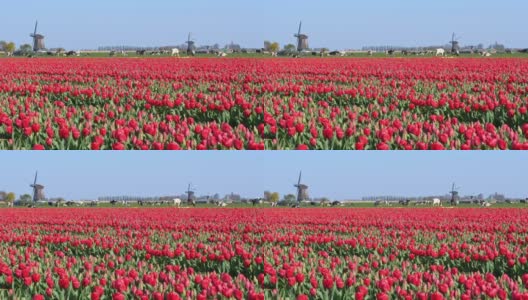 典型的荷兰景观，有风车、奶牛和郁金香高清在线视频素材下载