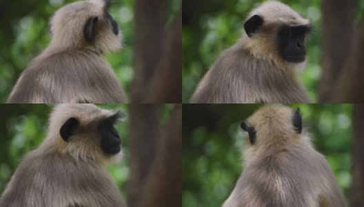 丛林中的印度猴子格雷·兰格尔的特写肖像。在印度古吉拉特邦的吉纳尔山高清在线视频素材下载