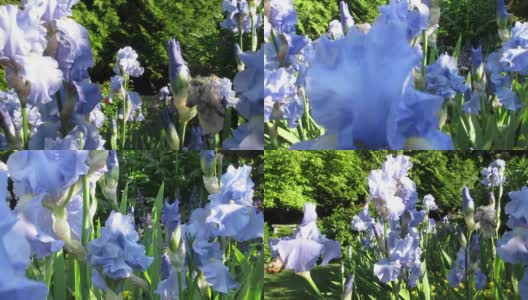 甜蜜的明亮的白蓝色的高个子胡子德国鸢尾花“Babbling Brook”关闭2021年5月高清在线视频素材下载