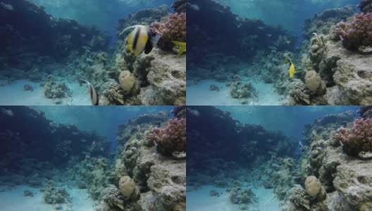 海洋和珊瑚。五彩缤纷的热带鱼。高清在线视频素材下载