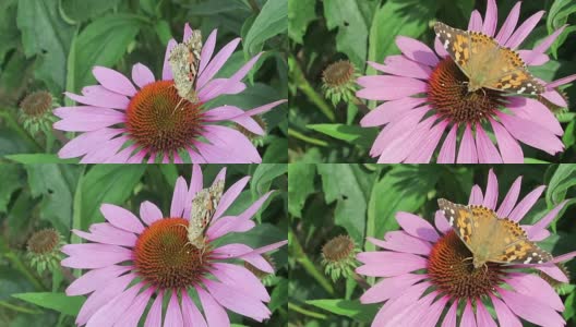 画女士(凡妮莎cardui)蝴蝶在紫色的松果花(紫锥菊)在花园里。高清在线视频素材下载