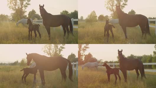 慢镜头:金色日出的牧场上，美丽的马一家和小马驹在一起高清在线视频素材下载
