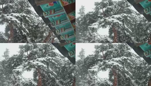 江陵，韩国，飘落的大雪在好树高清在线视频素材下载