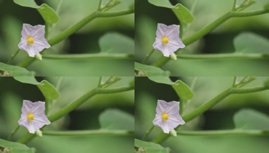 茄子花高清在线视频素材下载