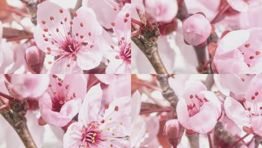 粉红色的樱花盛开-樱花高清在线视频素材下载