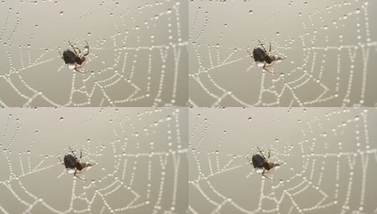有雾的早晨，蜘蛛网上挂着露珠的4K镜头。令人惊叹的自然之美与柔和的焦点。有雾的早晨，蜘蛛网上的水滴接近了。高清在线视频素材下载