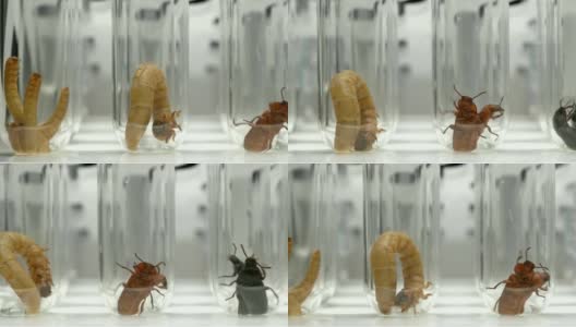 黄粉虫不同阶段的蛹、幼虫和甲虫高清在线视频素材下载