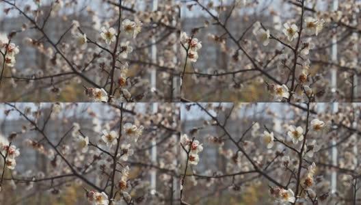 韩国的梅花风景高清在线视频素材下载