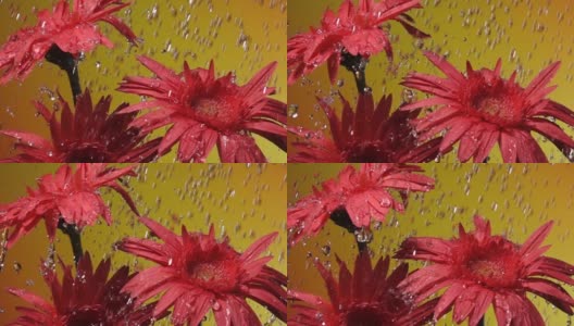 超级慢镜头:雨中的雏菊，黄色背景高清在线视频素材下载