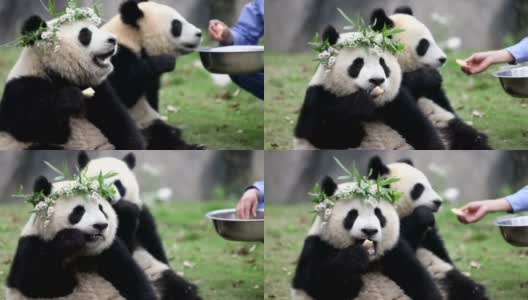 熊猫在动物园高清在线视频素材下载