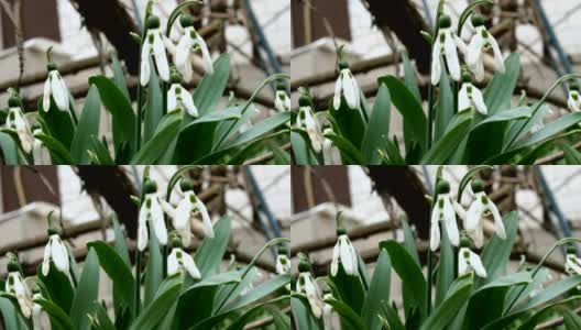 白色褪色的春天花雪花莲或普通雪花莲(雪花莲)是春天的象征。高清在线视频素材下载
