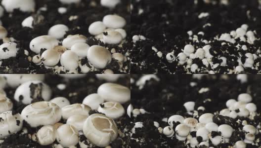 蘑菇生长时间长，新鲜的香菇从地面发芽。高清在线视频素材下载