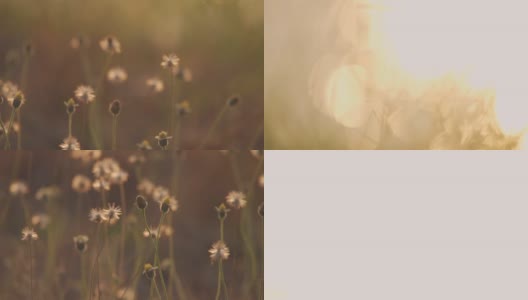 SLO莫小雏菊花草在风中摇向夕阳的背景高清在线视频素材下载