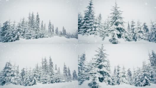 树枝上美丽的蓬松的雪。雪花从云杉树枝上美丽地飘落下来。冬天的童话，树在雪中囚禁。冬天下雪的录像高清在线视频素材下载