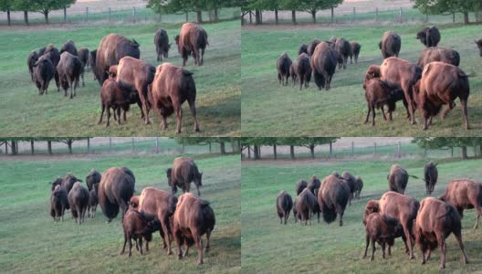 在牧场上放牧野牛，哺乳小牛，自由放养，小野牛高清在线视频素材下载