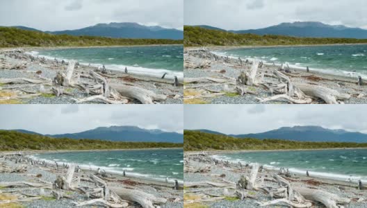 自然的麦哲伦企鹅在卵石滩上的死树高清在线视频素材下载