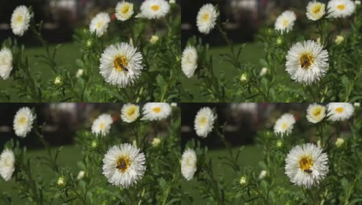 蜜蜂在白冠雏菊上采集花粉高清在线视频素材下载