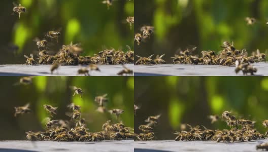 蜜蜂与外星人的战斗高清在线视频素材下载