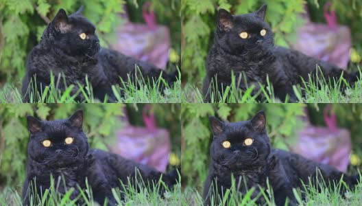 户外的黄眼睛黑猫。黑猫躺在外面的草地上看着周围。塞尔扣克雷克斯高清在线视频素材下载