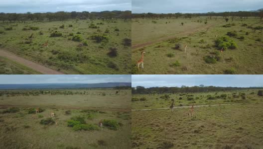 纳库鲁湖国家公园非洲大草原长颈鹿一家的鸟瞰图高清在线视频素材下载