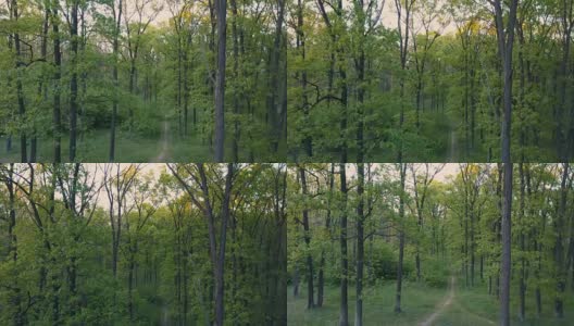 春天日落时的橡树林。落叶林。摄像机升到树顶。空中高清在线视频素材下载