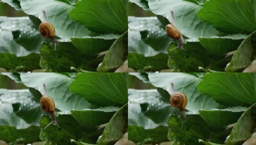 小蜗牛在雨滴的时候爬在菜叶上。高清在线视频素材下载