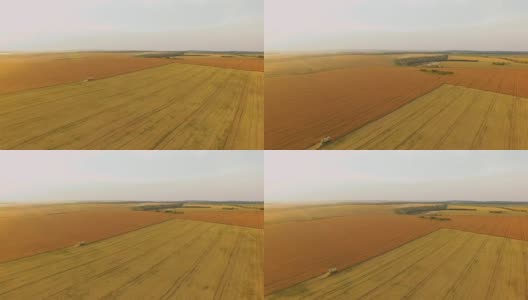 联合收割机在阴天采集金色小麦的鸟瞰图。FullHD高清在线视频素材下载