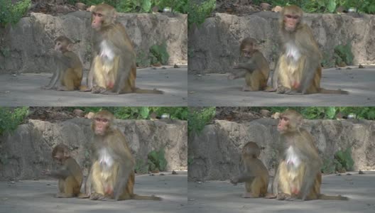 雌猴与幼崽高清在线视频素材下载