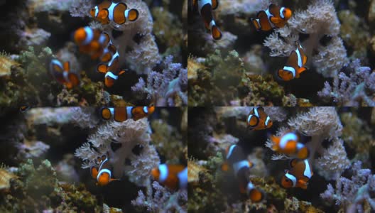 鲜艳健康的珊瑚礁上的海葵里的尼莫小丑鱼。海葵鱼尼莫夫妇在水下游泳。带着水肺潜水的尼莫和海葵的珊瑚礁场景高清在线视频素材下载
