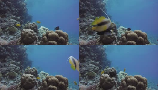 浅层拍摄的视频。珊瑚和热带鱼。高清在线视频素材下载