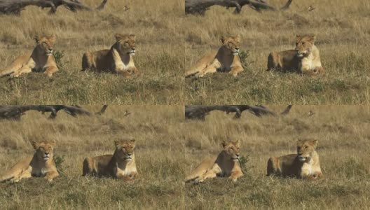 肯尼亚马赛马拉国家公园，两头狮子在休息高清在线视频素材下载